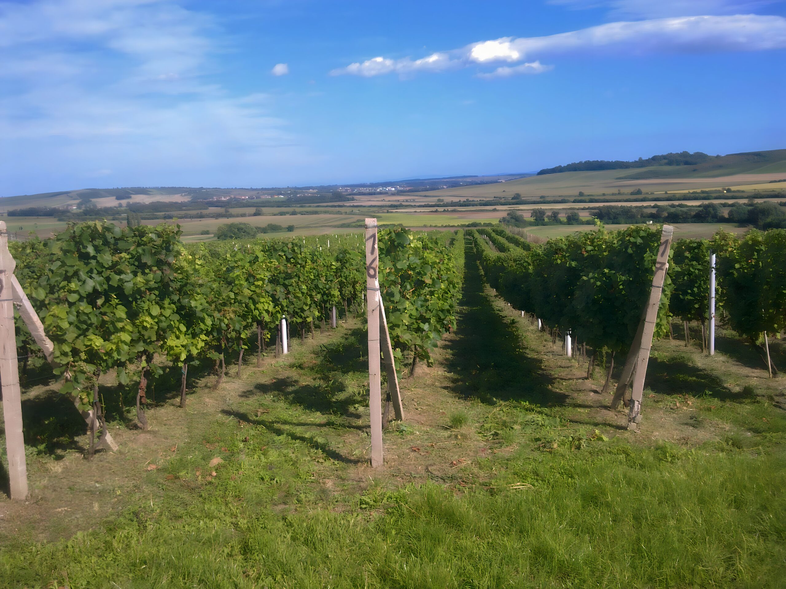 Pohled z brumovických vinohradů